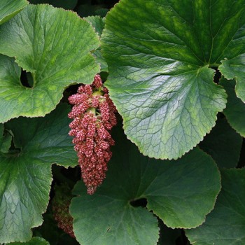 Gunnera Perpensa